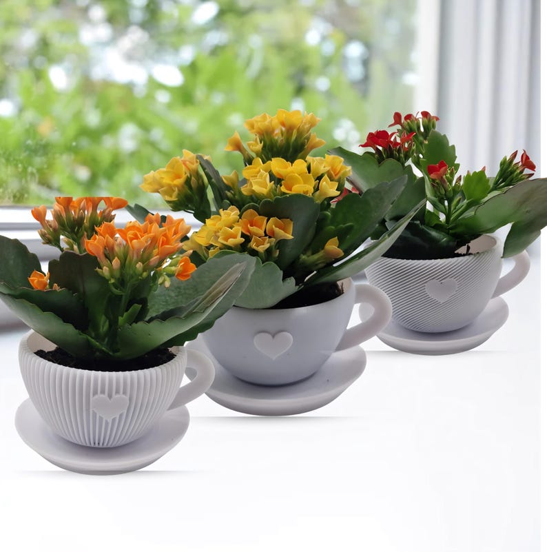 3er Set Kalanchoe in Herz-Tassen
